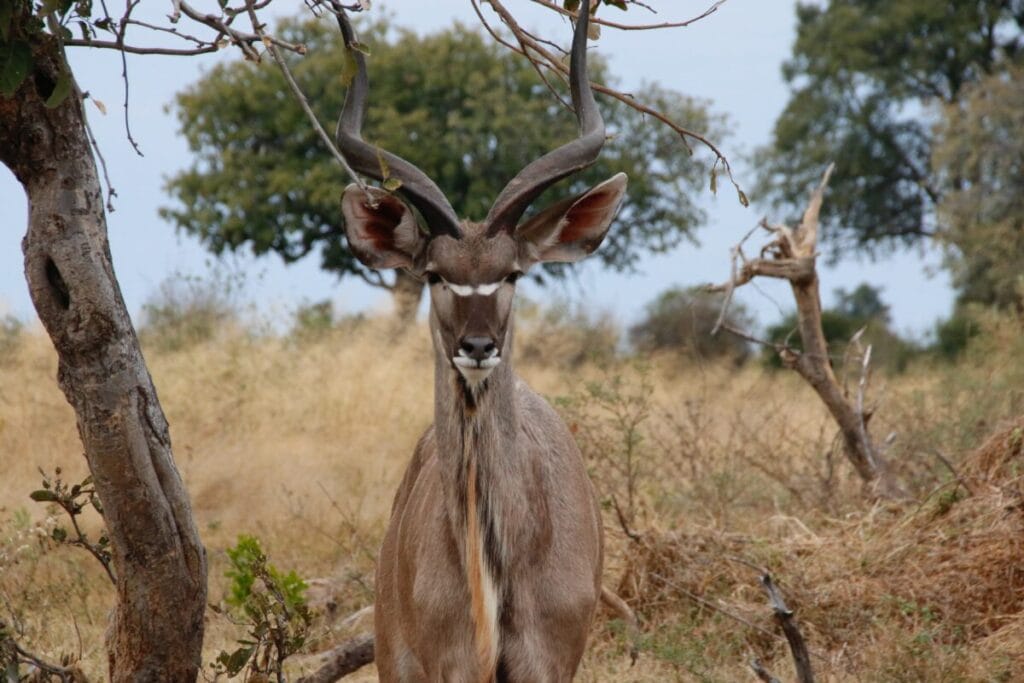 Chobe and Okavango Explorer