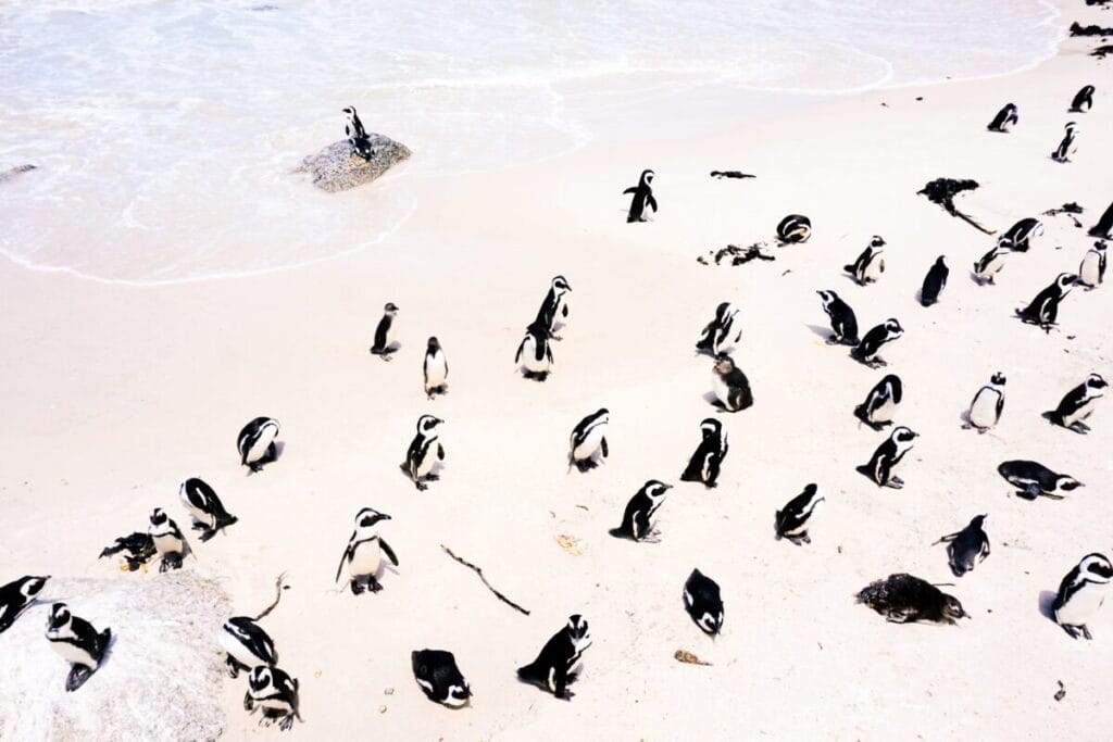 South Africa Discovery