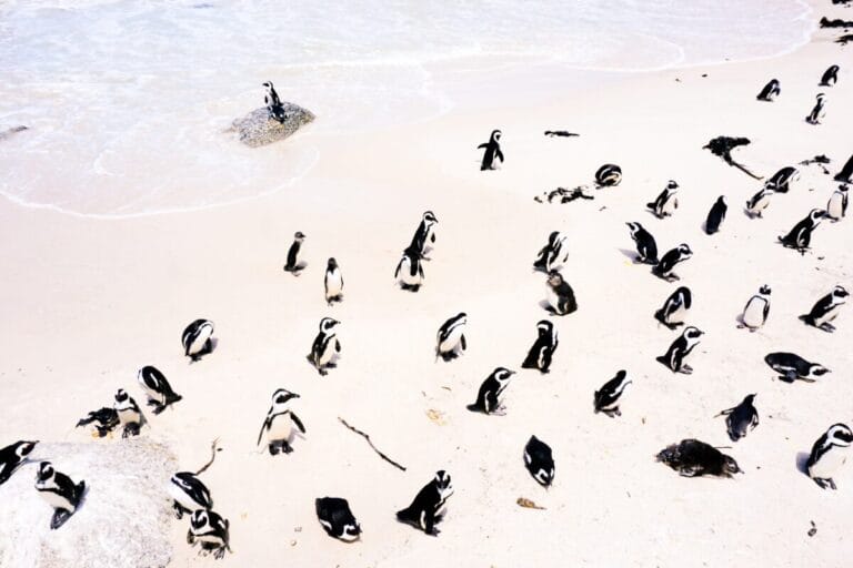 South Africa Discovery