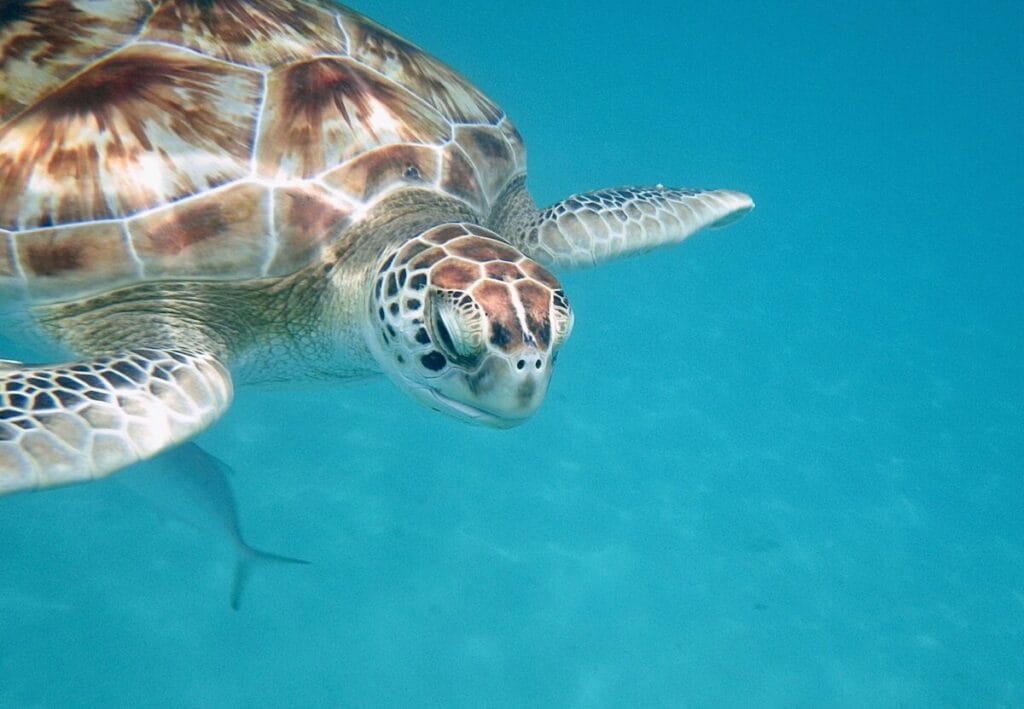 14-Day Exotic Caribbean In Depth