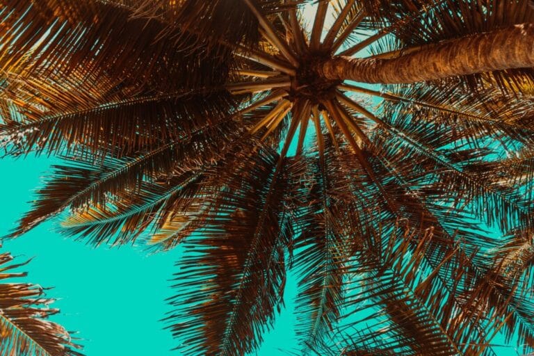 Bountiful Bahamas