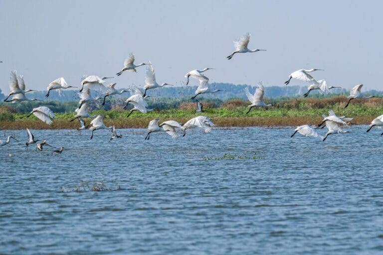 From the Black Sea to the Blue Danube (port-to-port cruise)